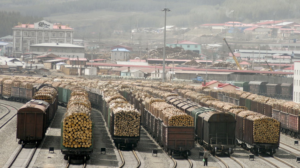 Фото Россия может временно ограничить экспорт древесины в Китай