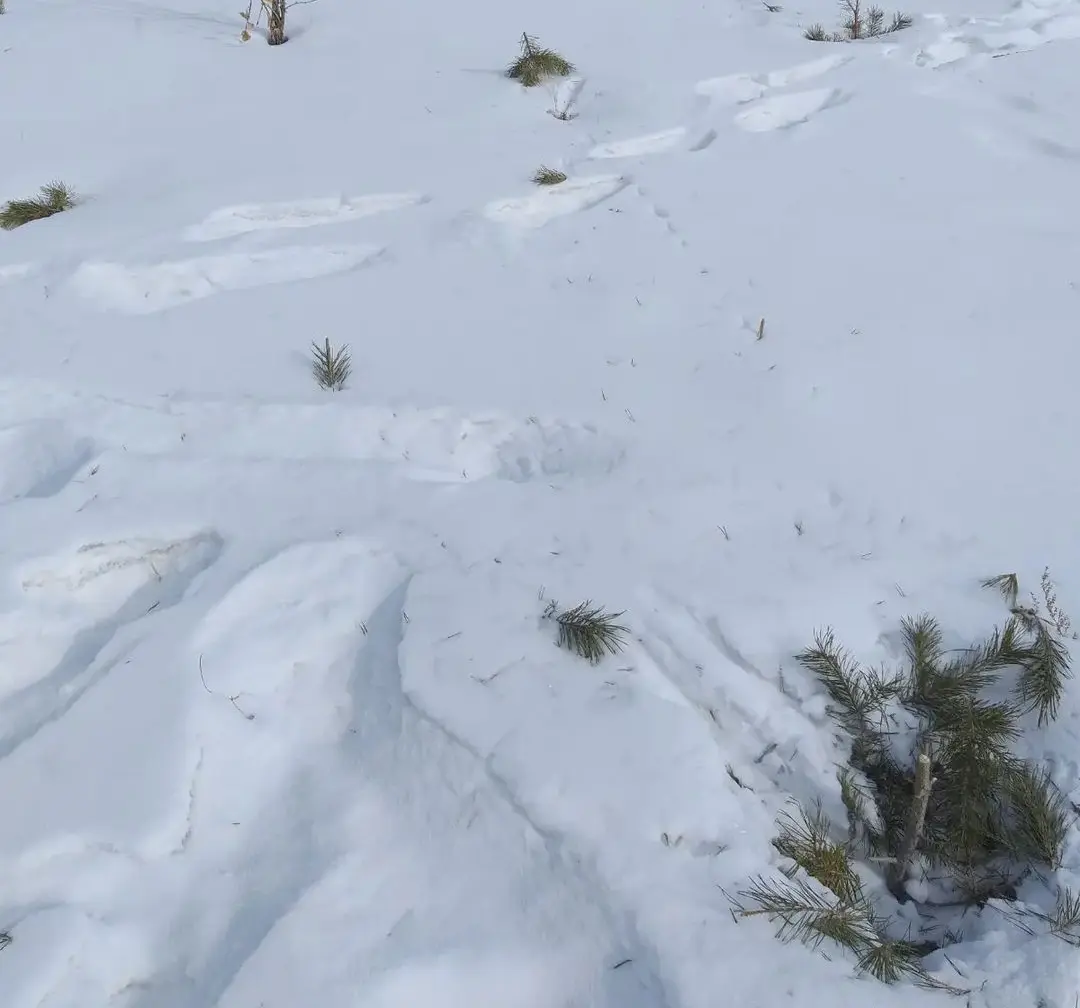 Фото «Варвары!». В Гусиноозерском парке Бурятии неизвестные оборвали все веточки с маленьких сосен