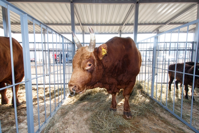 Фото Житель Бурятии пожаловался на невозможность забить бычка