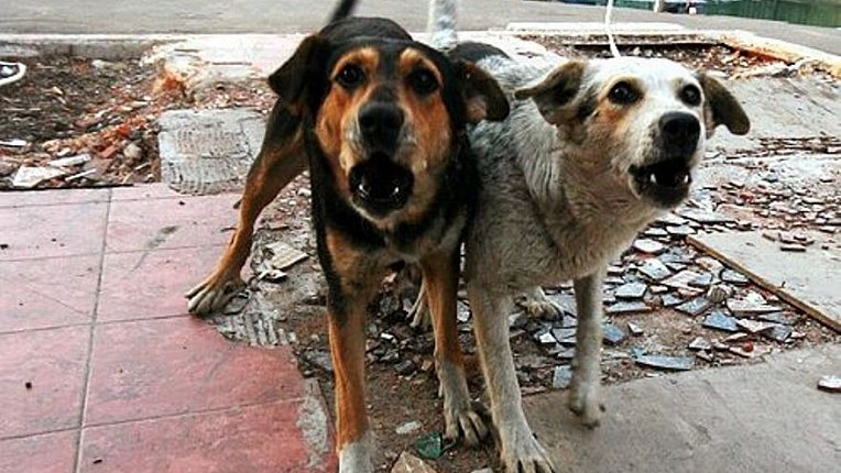 Фото В Улан-Удэ продолжаются торги на определение подрядной организации по отлову собак