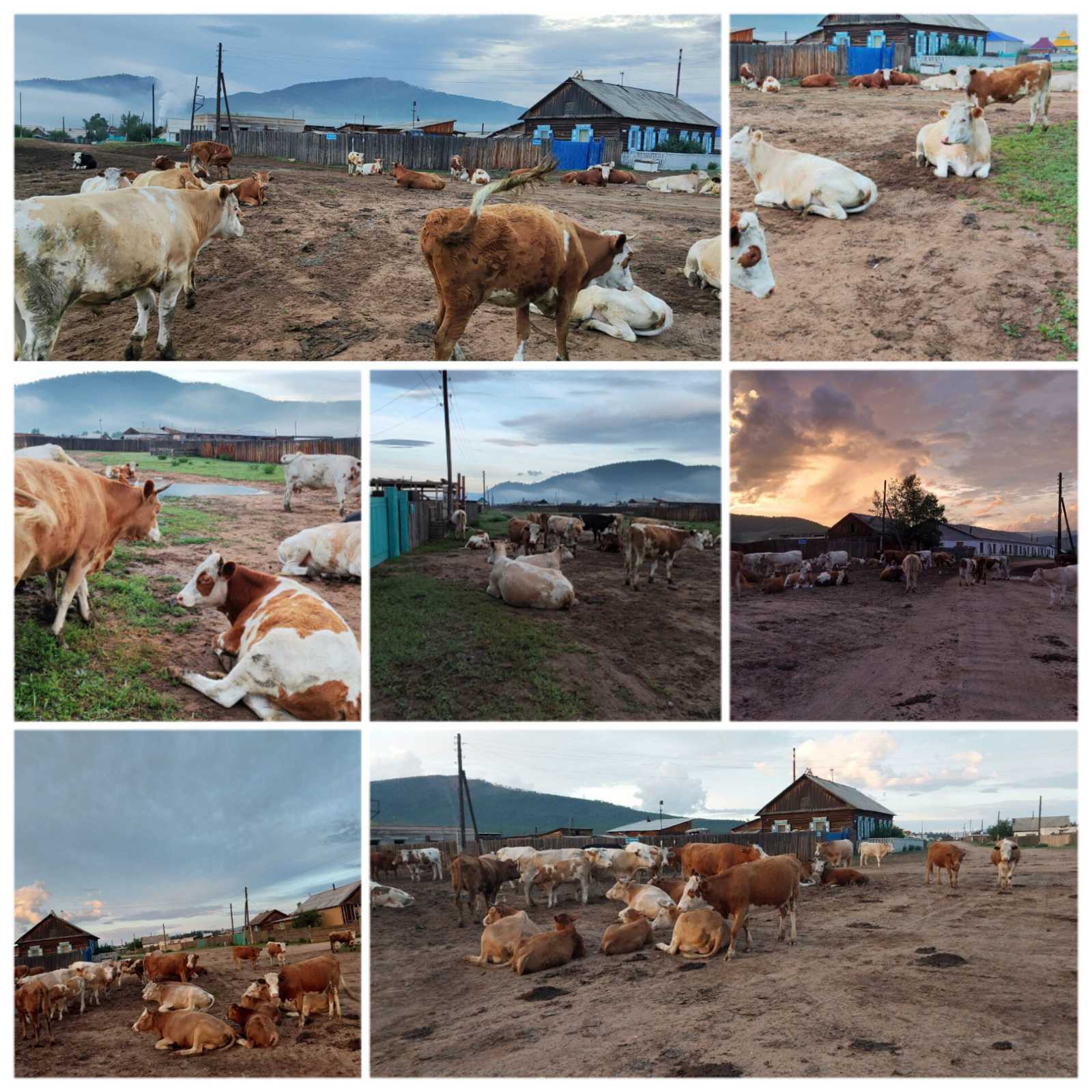 Фото В Бурятии улус Тэгда «оккупировали» коровы