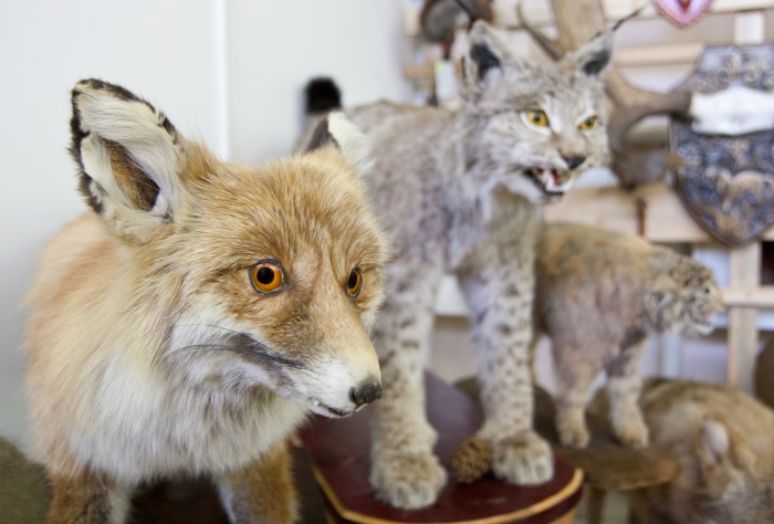 Фото В Бурятии откроется сезон охоты на лисицу и зайца