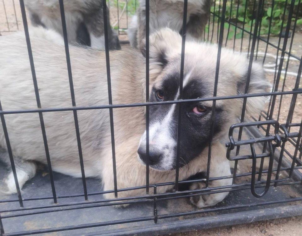 Фото В Улан-Удэ отловили еще 12 безнадзорных собак