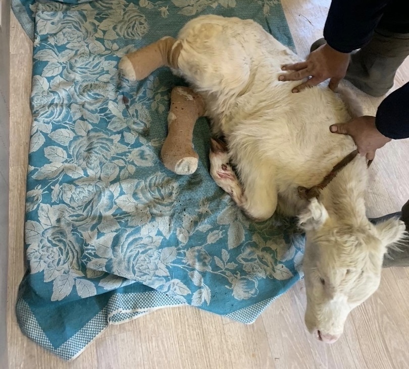 Фото В Тункинском районе Бурятии сельчане обнаружили еле живого и замерзшего теленка