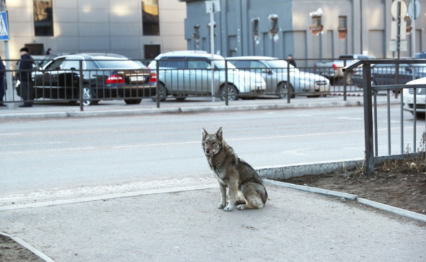 Фото Более 400 тысяч рублей заплатили жители Улан-Удэ за своих собак