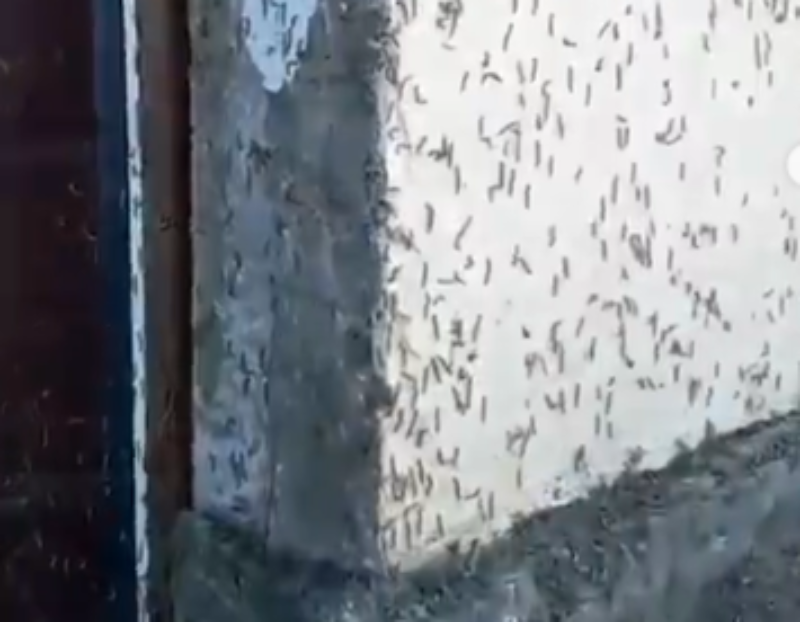 Фото «Это ужас». Дома жителей села в Бурятии атаковали гусеницы
