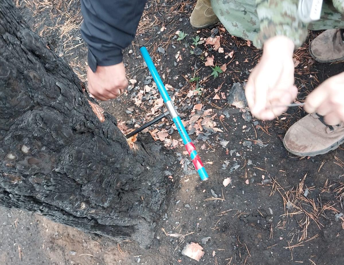 Фото Бурав, высотомер, реласкоп: чем пользуются лесники Бурятии для замера деревьев