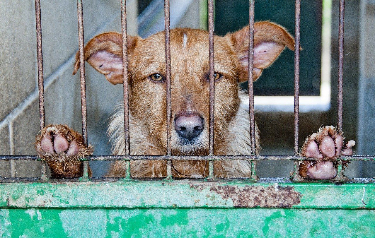 Фото В Улан-Удэ за праздники отловили 59 бродячих собак
