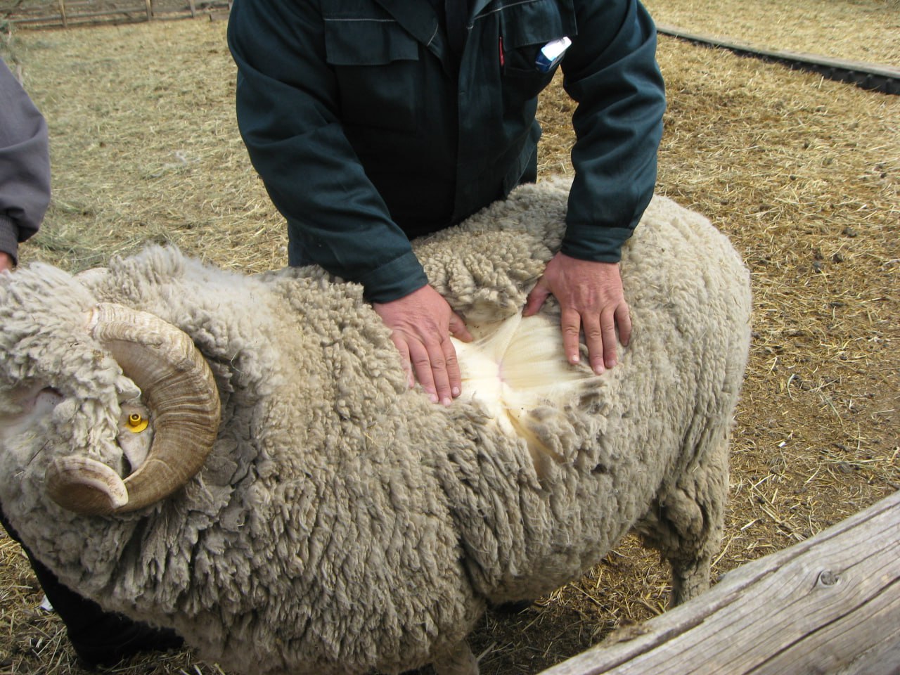 Фото В Бурятии заявили о создании прозрачного рынка шерсти