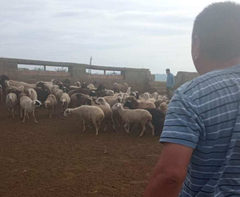 Фото Начинающим овцеводам Бурятии подарили по 300 ягнят 