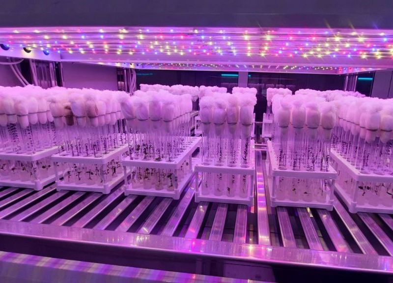 Фото В Бурятии открылась лаборатория микроклонального размножения растений