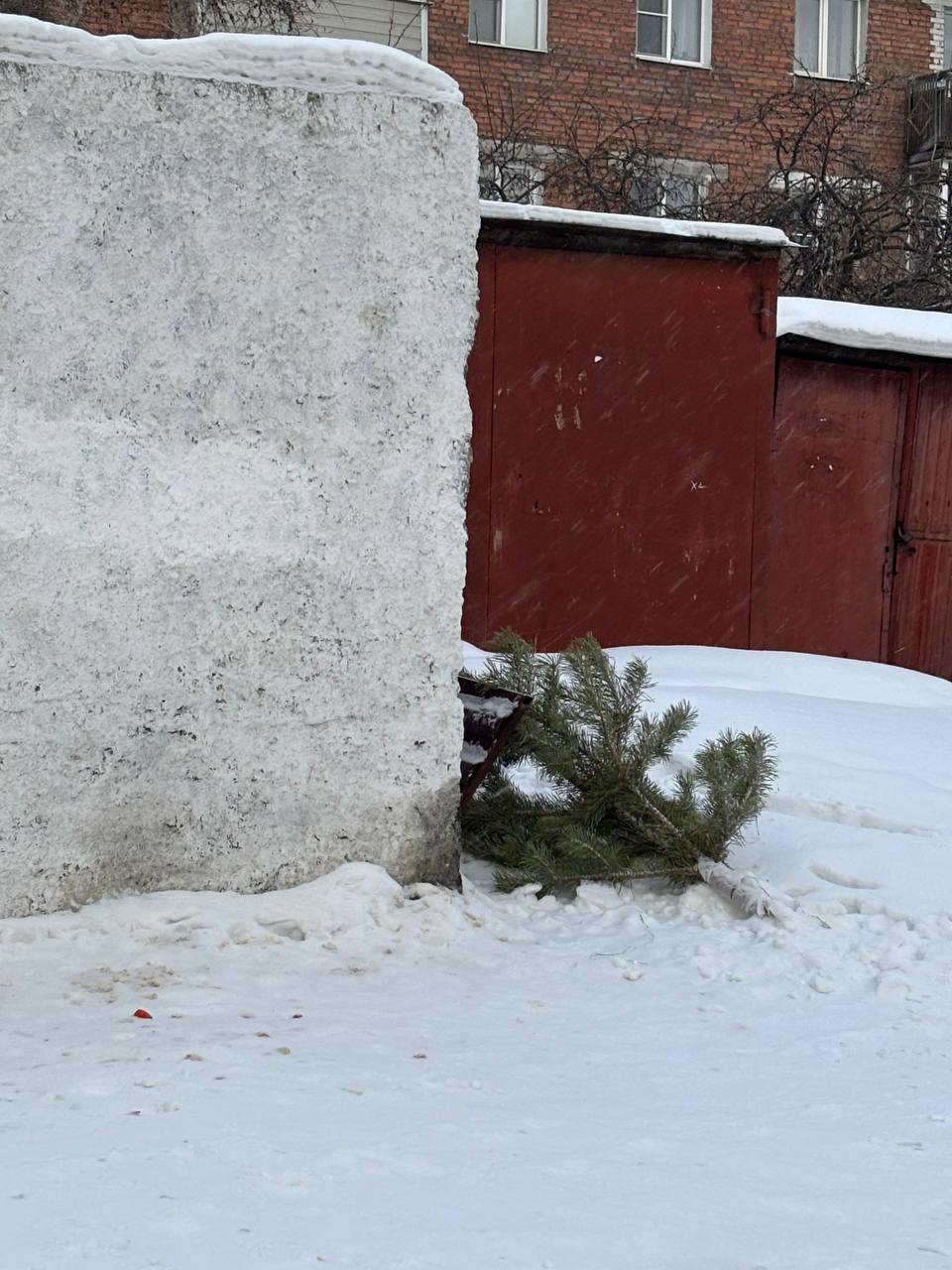 Фото За выброшенную елку в обычный контейнер жителям Бурятии грозит штраф