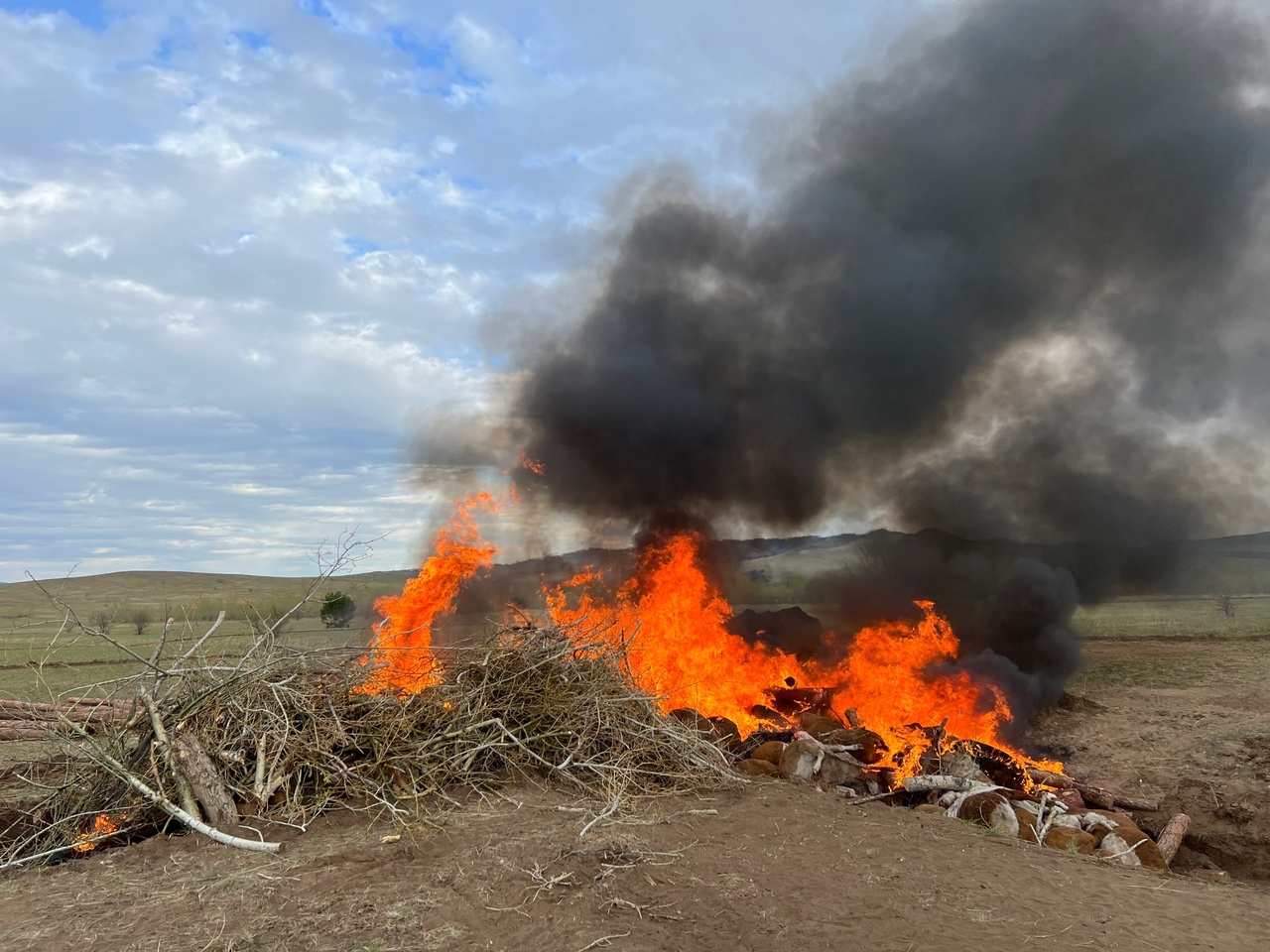 Фото В районе Бурятии утилизировали зараженный бруцеллезом скот