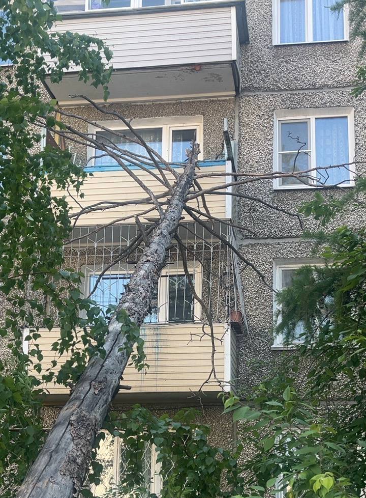Фото Старое дерево пробило улан-удэнцу стеклопакет на балконе  