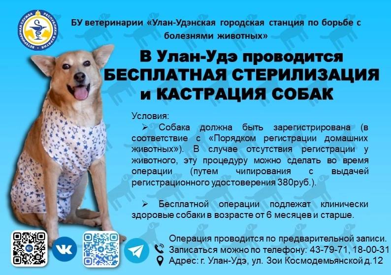 Фото В Улан-Удэ продолжается акция по бесплатной стерилизации собак