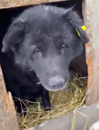 Фото Старый пес по кличке Бим из Бурятии обрел крышу над головой