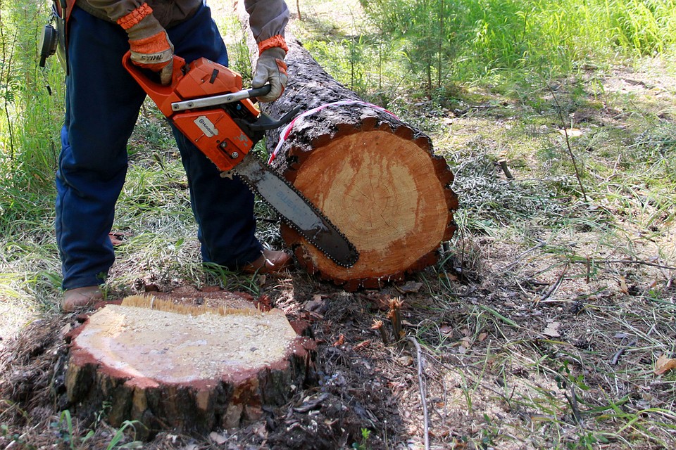 Фото В Иркутской области незаконные вырубки леса сократились в два раза