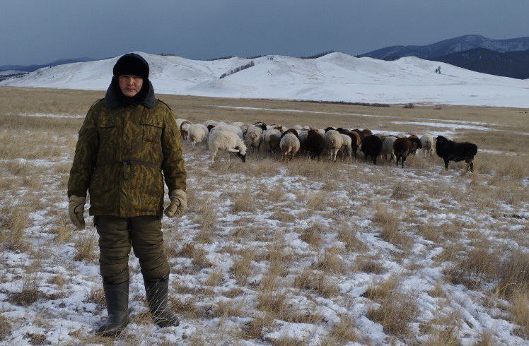Фото В Бурятии держатель социальной отары выделил 100 овец для питания военнослужащих на СВО