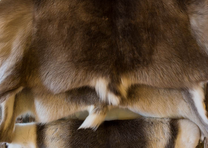Фото 300 килограмм оленьих шкур везли в Бурятию без документов