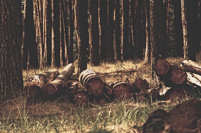 Фото Жители Бурятии нарубили леса на 1,6 млн рублей