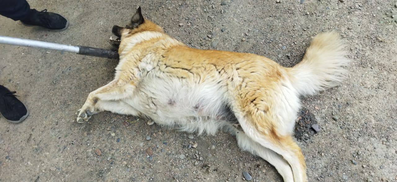 Фото В Улан-Удэ «неблагодарная» собака напала на трех человек
