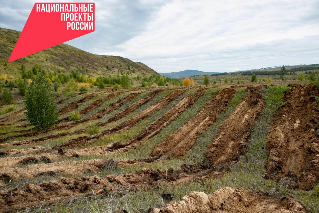 Фото Лесники Бурятии высадили свыше 20 миллионов молодых сосен