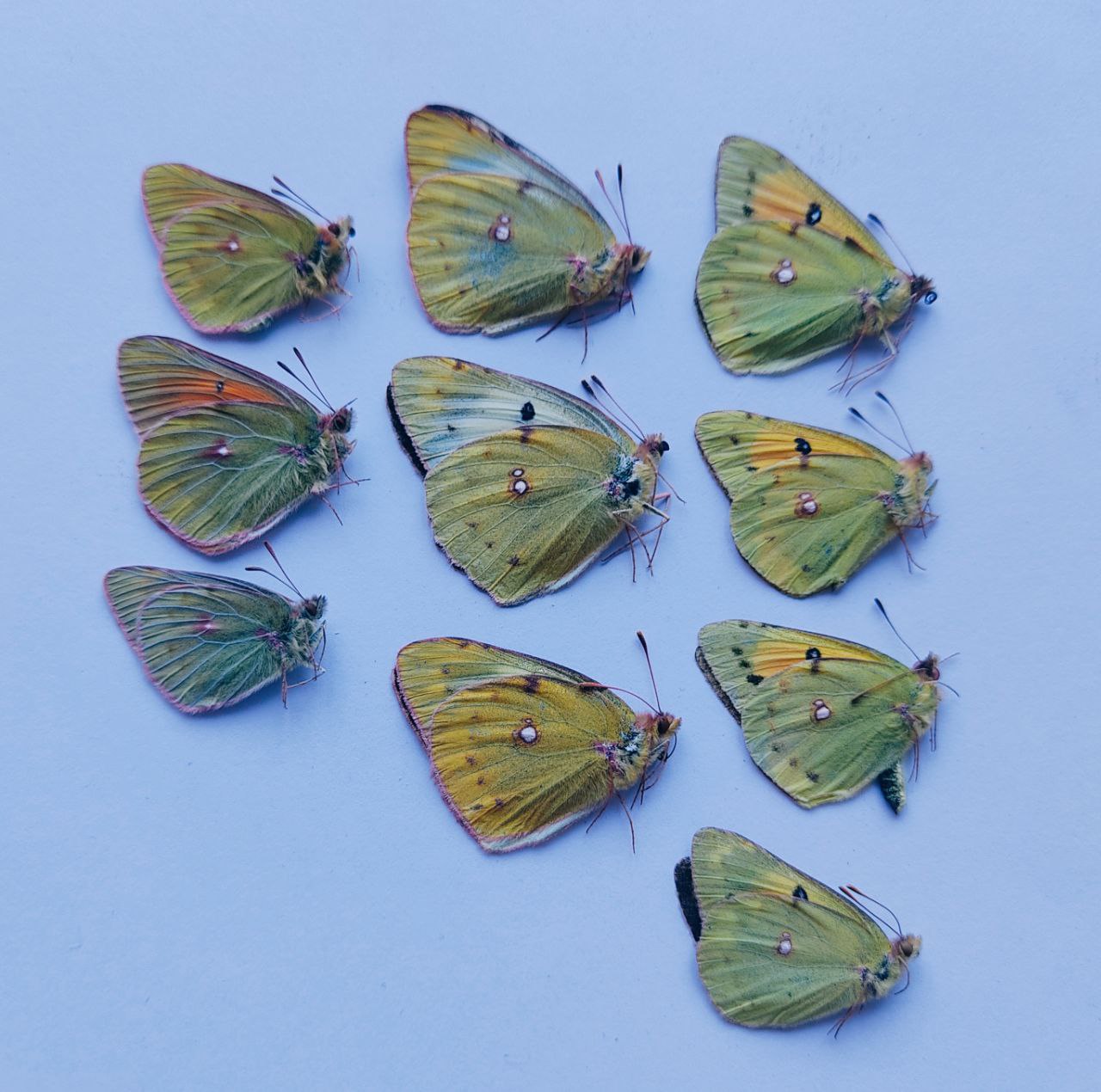 Окрас бабочек для детей. Карточки. Мотылек на английском. Английские карточки для детей butterfly. Флаг с бабочкой.