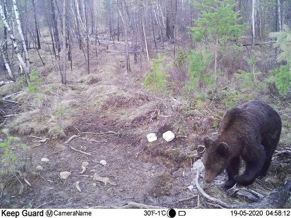Фото Медведь из Бурятии погрыз фотоловушку (ФОТО)