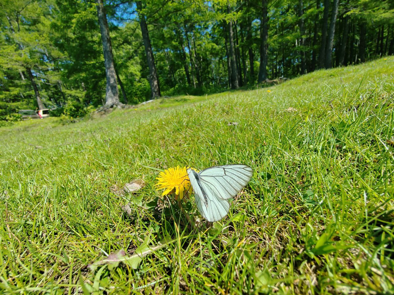 Фото Процесс возвращения бывших пионерских лагерей во Владивостоке поставили на поток 