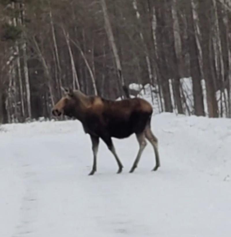Фото Осторожно: на дороги Забайкальского нацпарка Бурятии выходят лесные великаны