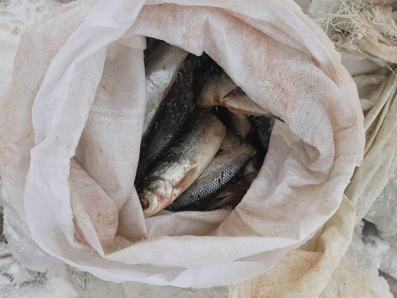 Фото В Бурятии у браконьеров изъяли рыбу на 1,8 млн руб.