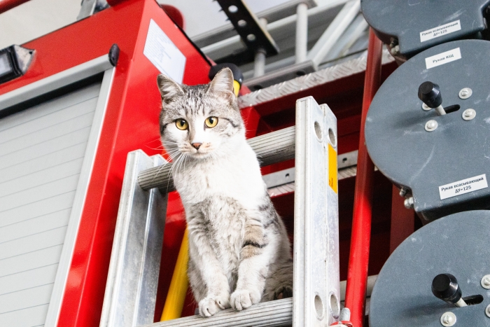 Фото В Бурятии пожарные спасли кошку с котятами