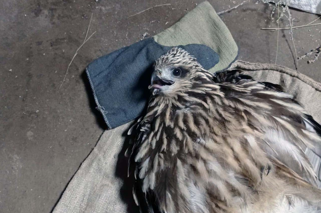 Фото Лесники Бурятии спасли от смерти хищную птицу (ФОТО)