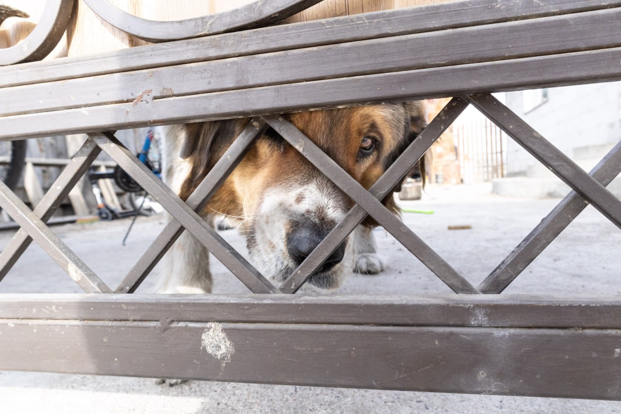 Фото Суд в Бурятии отказал жительнице в жалобе на постановление Управления ветеринарии
