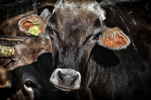 Фото Ученые "спасут" домашний скот от переохлаждения