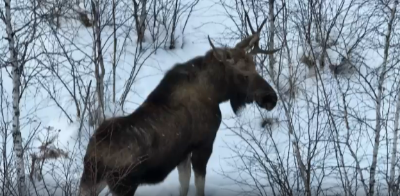 Фото В Бурятии дрон запечатлел «медитирующих» лосей (ВИДЕО)