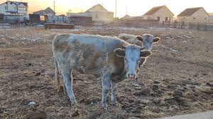 Фото По поручению главы Бурятии во всех районах появятся штрафстоянки для скота