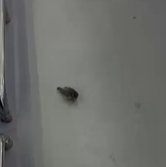 Фото В Бурятии насчитали всего 153 воробья во время всероссийской переписи