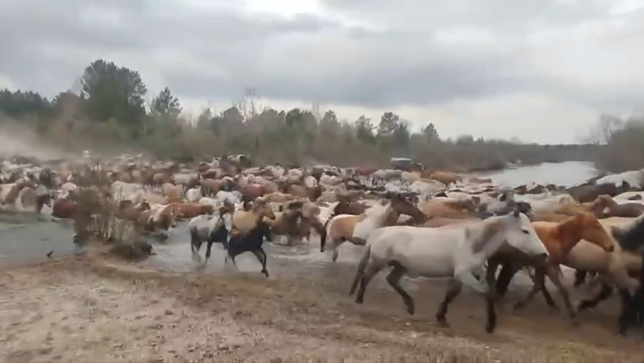 Фото Минсельхоз Бурятии опубликовал видео миграции лошадей
