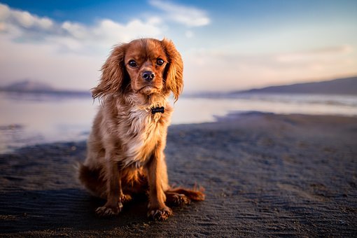 Фото Бурятия может получить право умерщвлять бездомных собак