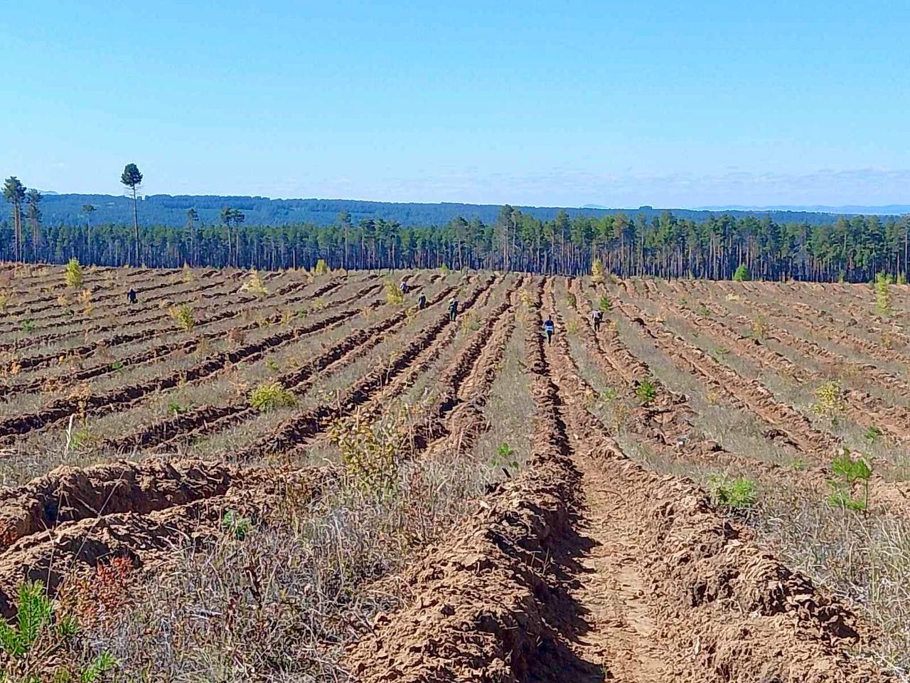 Фото В Бичурском районе Бурятии юные лесники высадили более 25 тысяч сеянцев сосны