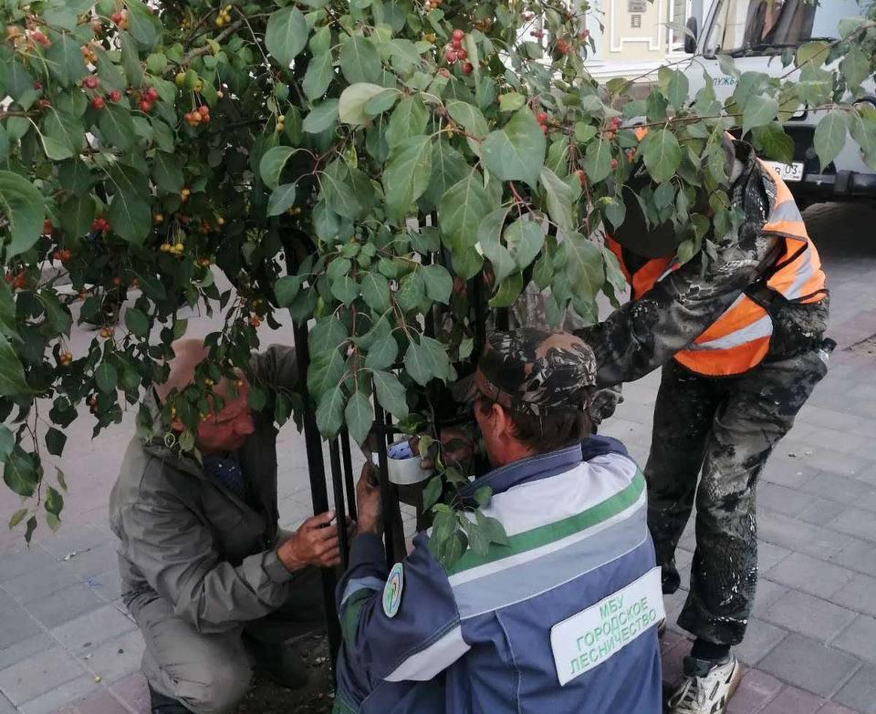 Фото В Улан-Удэ ищут вандалов, повредивших яблоню на площади Советов