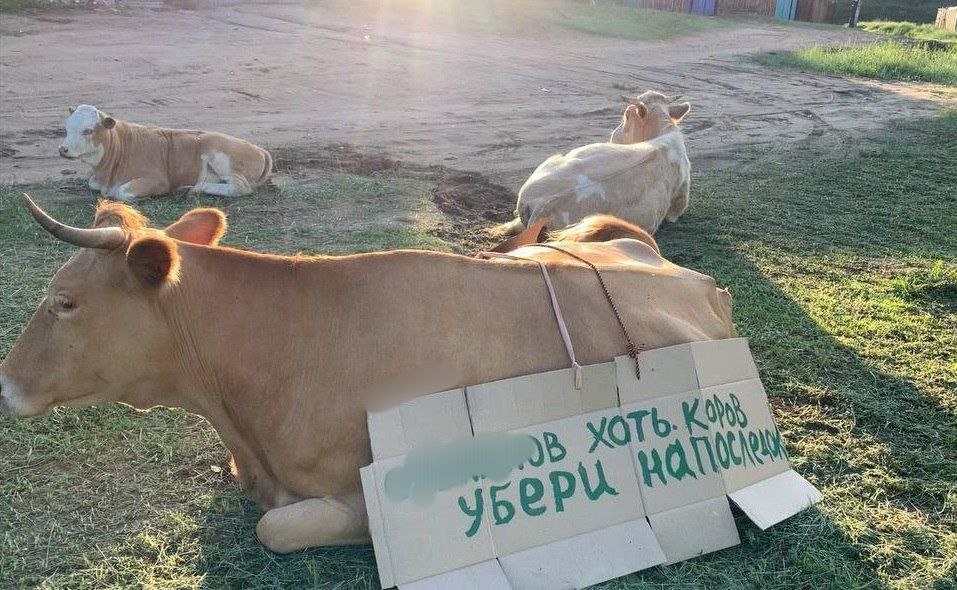 Фото Центр Кяхты в Бурятии атаковали коровы и лошади