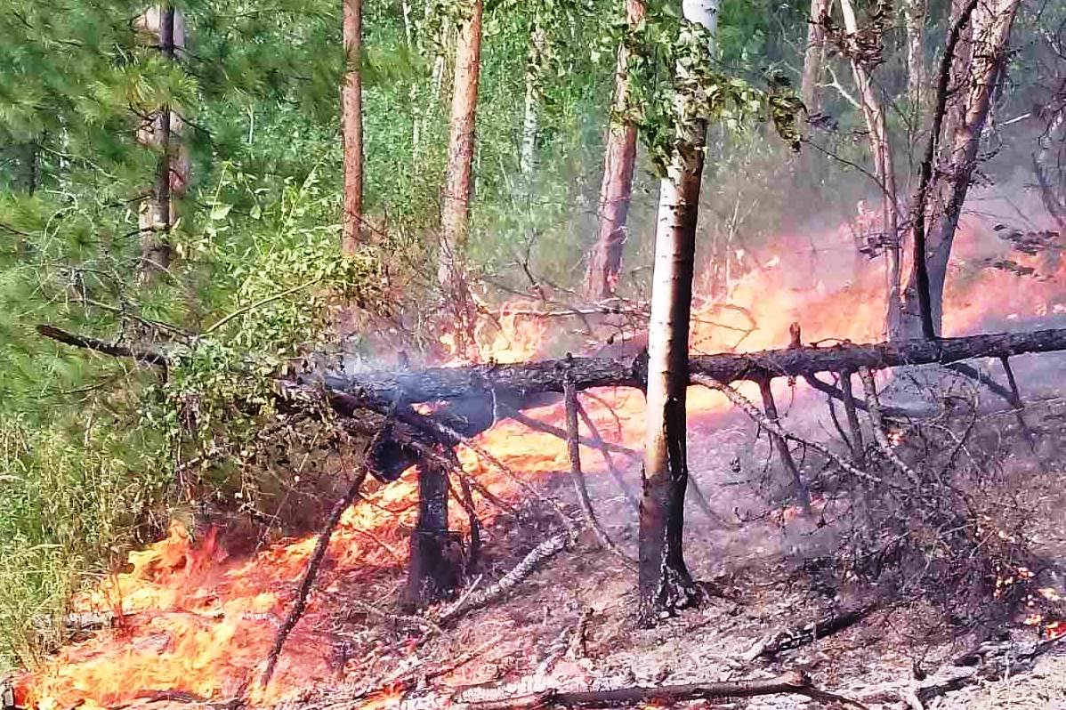 Фото В Бурятии 120 человек сражались с лесными пожарами