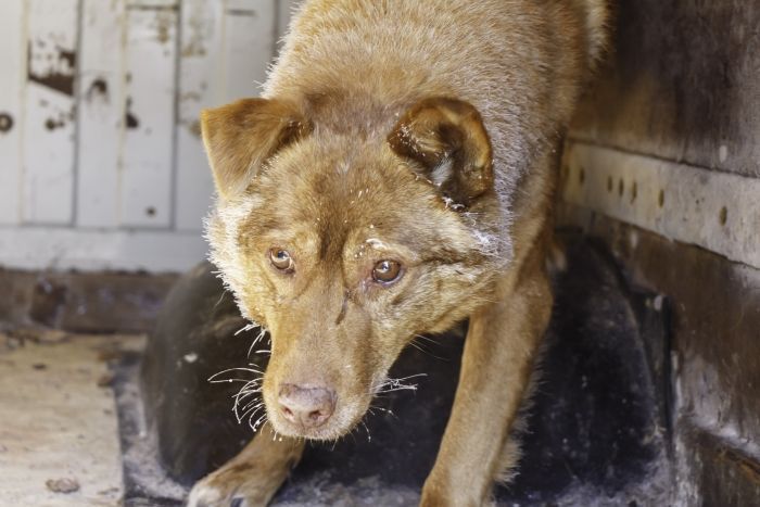 Фото Волонтеры Якутии возмущены запретом ввоза собак в Бурятию