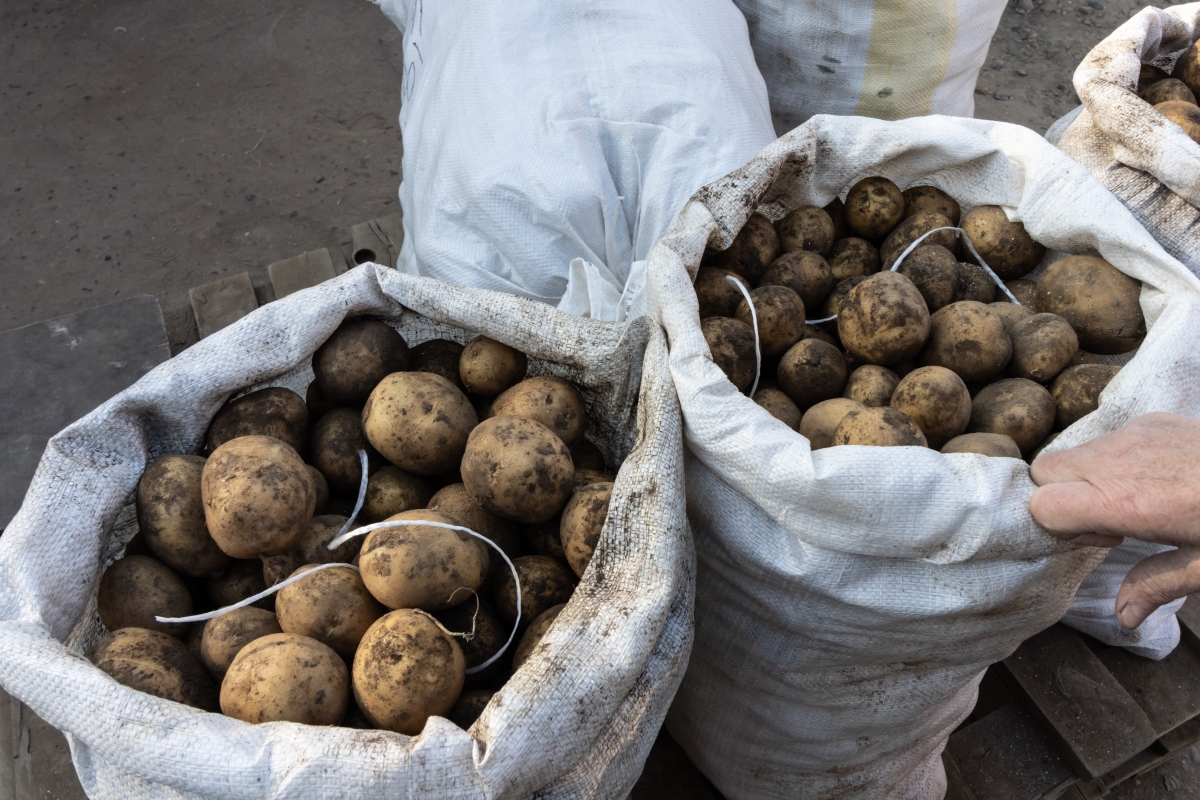 Фото В Бурятии упразднены карантинные фитосанитарные зоны по золотистой картофельной нематоде