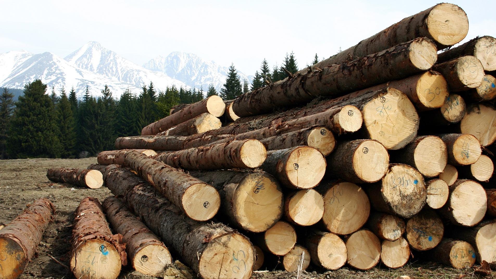 Фото Лес на три миллиона: фирма из Бурятии незаконно вывозила древесину в Китай