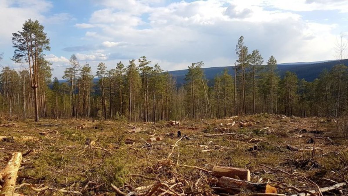 Фото На 40 миллиардов рублей нанесли ущерб Иркутской области "черные лесорубы"