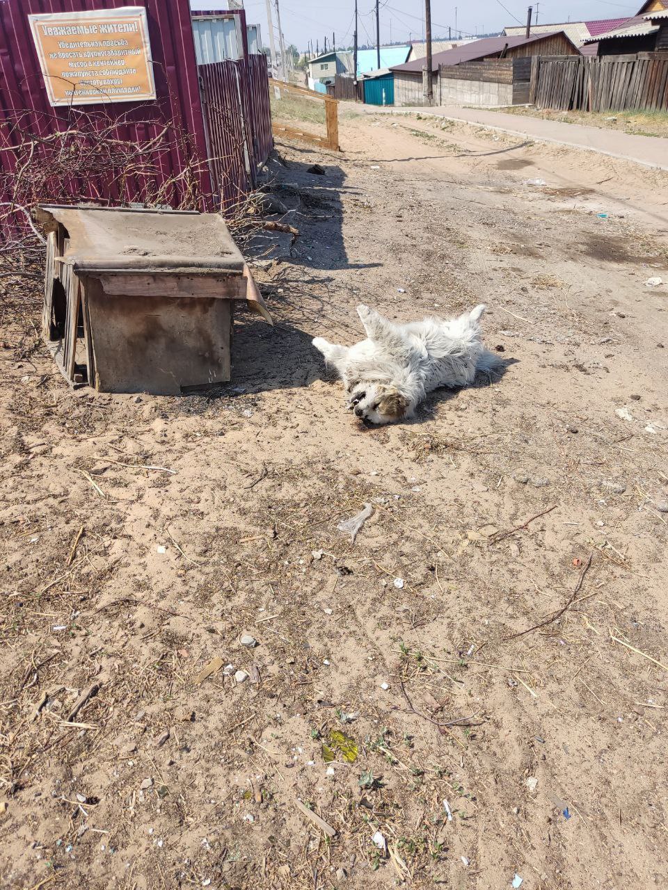 Фото В районе Бурятии неизвестные выбросили труп собаки вместе с будкой