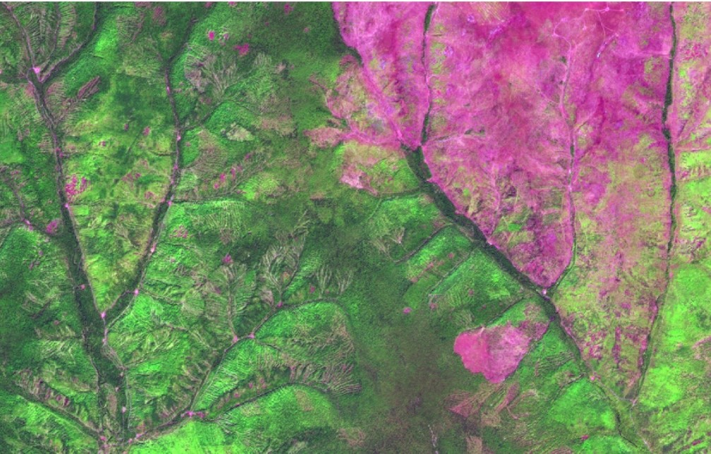 Фото Защитники природы выявили участки лесов в Бурятии, требующие восстановления